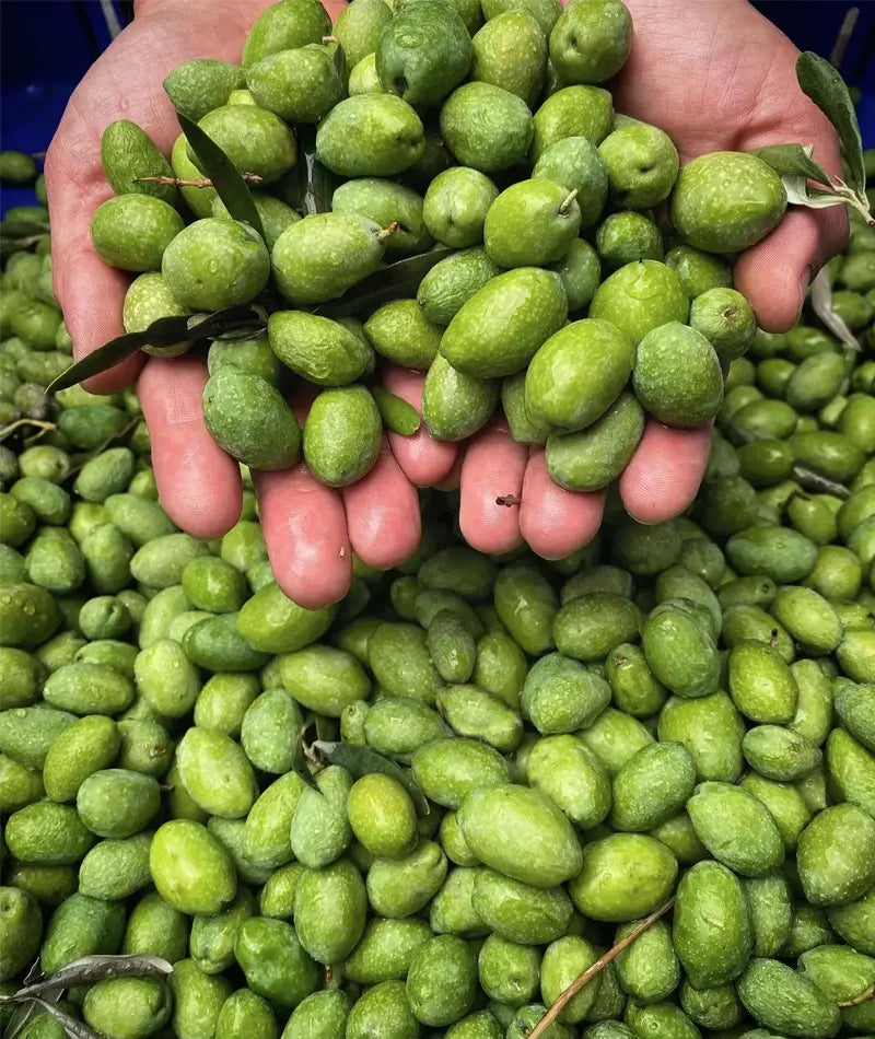 Monte Etna D.O.P Extra Virgin Olive Oil
